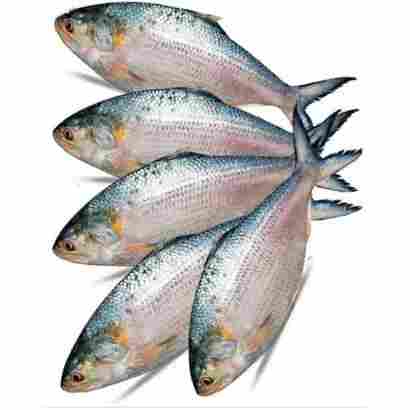 Hilsha Fish 4 pcs (Net Weight ± 50 Gm)
